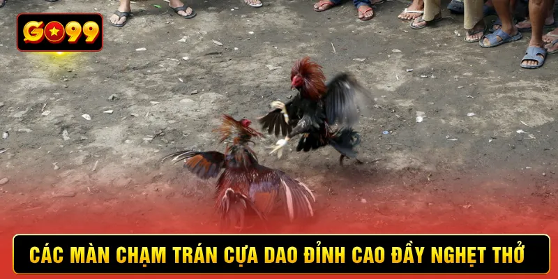 Các màn chạm trán cựa dao đỉnh cao đầy nghẹt thở
