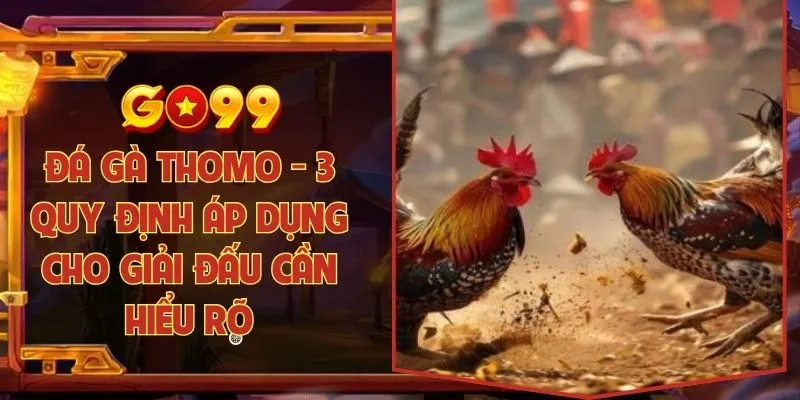 Đá gà thomo - 3 quy định áp dụng cho giải đấu cần hiểu rõ