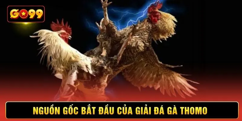 Nguồn gốc bắt đầu của giải đá gà thomo