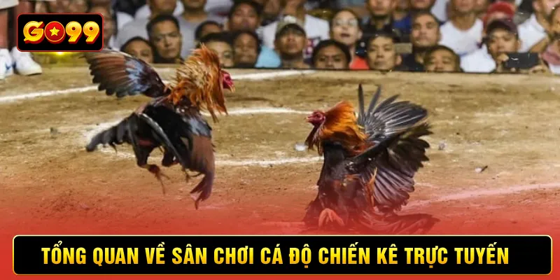 Tổng quan về sân chơi cá độ chiến kê trực tuyến 